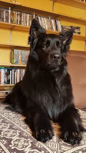 Good Boy Germanshepherd Black German Shepherd Dog German Shepherd Dogs German Shepherd Puppies