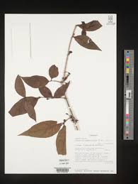 Image result for Englerina