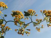 Image result for Senecio deltoideus