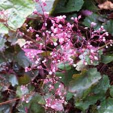 Image result for Heuchera cylindrica Greenfinch