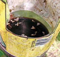 Codling moths are worldwide pests that damage the fruits of apple, pear and quince during the insect's worm stage. Trapping Orchard Pests Maine Organic Farmers And Gardeners