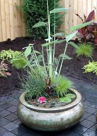 Make A Splash In The Back Yard Container Water Gardens Garden Containers Plants