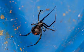 Blog The Key To Effective Black Widow Control In Sacramento
