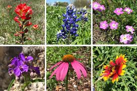 I really liked the video. Texas Hill Country Wildflower Identification Guide