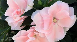 Unlike the soft herbs, such as parsley or chives, the woody and resilient coastal rosemary is known as a hard herb, as it's not at its best freshly chopped into food at the end of its cooking: Brighten Dark Areas Of The Garden With Annual Flowers For Shade