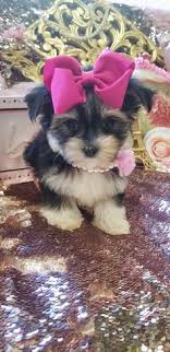 Because of the small litter size and other factors like the hybrid's popularity and the puppy's pedigree, morkie puppy breeders may. Morkie Teacup Morkie Morkie Puppies For Sale Maltipoo Malshi Teacup Designer Puppies