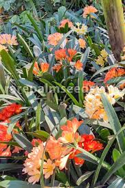 Image result for Clivia miniata