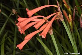 Image result for Cyrtanthus