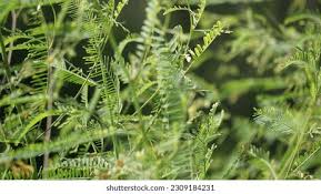 Image result for Tephrosia linearis