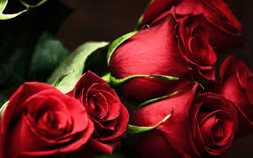 Bildergebnis für beautiful roses