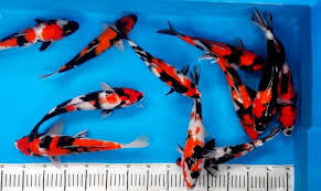 Jaya aquarium menyediakan perlengkapan atau peralatan untuk aquarium yang sehat dan ikan peliharaan yang bisa bertahan hidup lama seperti aerator, batu aerasi, filter aquarium , tempat pakan ikan. 5 Peralatan Penting Agar Kolam Ikan Koi Tetap Sehat