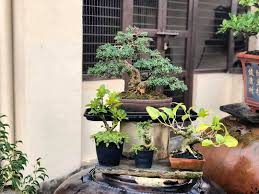 Theory sessions in the morning covering bonsai design, what makes a good bonsai, wiring and care, as well as maintenance. You Me Bonsai Posts Facebook