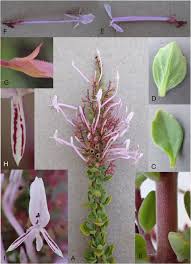 Image result for Radinosiphon leptostachya