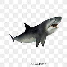 Shark Photos Baby Shark Under The Sea Protect The Animals Png Transparent Clipart Image And Psd File For Free Download In 2021 Elephant Background Shark Photos Shark Logo