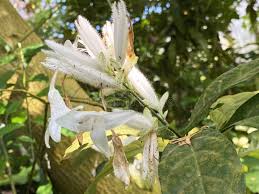 Image result for Whitfieldia elongata