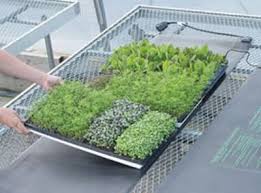 Maybe you would like to learn more about one of these? How To Use A Seedling Heat Mat Greenhouse Today