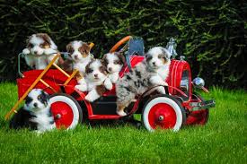 Blue eyes in the litter. High Desert Aussies Bend Oregon