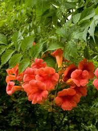 Check spelling or type a new query. Balboa Sunset Trumpet Vine Campsis Radicans Monbal Zones 4 11 Flowering Vines Plants Trumpet Vine