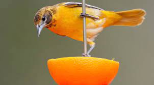 Orioles are fascinating birds, and their bright orange plumage makes them one of the most desirable backyard birds. 5 Simple Strategies That Attract Orioles 2021 Bird Watching Hq