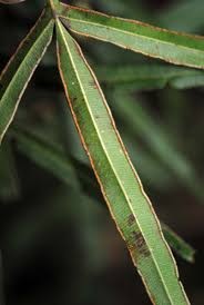 Image result for Pteris atrovirens