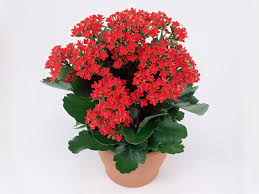 Image result for Kalanchoe blossfeldiana