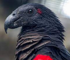 Its plumage is black, with greyish scaling to the chest, and a red belly. Dracula Parrot Aka Pesquet S Parrot We All Deserve Better