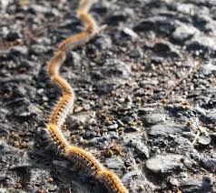 Oruga procesionaria de los pinos y los perros ︙⭐ Roni Macarroni ⭐