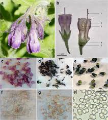 Maybe you would like to learn more about one of these? Specific Distribution Of Pyrrolizidine Alkaloids In Floral Parts Of Comfrey Symphytum Officinale And Its Implications For Flower Ecology Springerlink
