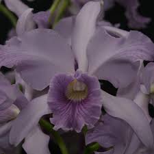 Image result for Halopegia azurea