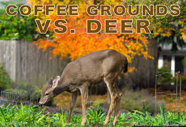Add coffee grounds to your composting bin. Coffee Grounds Can You Use Them To Deter Deer Pest Pointers Tips For At Home Pest Control