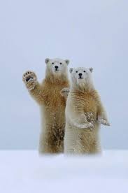 Pin By Ozlem Caliskan On Just Plain Cute Animals Polar Bear Images Polar Bear