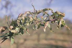 The brown rot fungus (monilinia fructicola) causes blossom blight, fruit rot, twig blight, and branch canker. Fruit Trees And Vine Protection Agriculture And Food