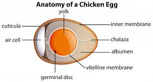 Where is the dna located in a chicken egg? Free Vector Anatomy Of A Chicken Egg