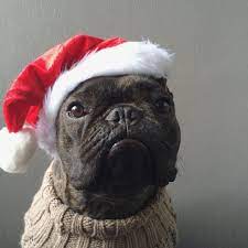 Pierre Brando French Bulldog In A Santa Hat