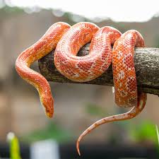 Image result for snake