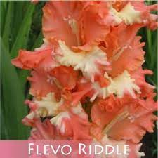 Gladiolus Flevo Riddle Gladiolus Flowers Riddles