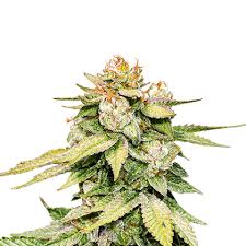 Thankfully, the glue formula is designed to break down with the right household solvents and a little effort. Sale Of Feminised Auto Flowering Cannabis Seed Seed Stockers Gorilla Glue Autofl
