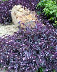 Purpleheart Is Winter Hardy In Most Winters Purple Heart Plant Tropical Garden Design House Plant Care