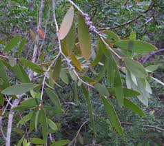 Image result for Melaleuca quinquenervia