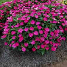 Image result for Impatiens salpinx
