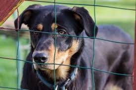 See more of le bon coin des animaux on facebook. Donner Son Chien A Qui Et Comment Se Separer De Son Animal