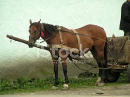 満蒙に於ける荷馬車 著者 南満洲鉄道株式会社臨時経済調査委員会 編 出版者 南満洲鉄道 出版年月日 1928 シリーズ名 資料 ; é¦¬ãŒè·é¦¬è»Šã« ã‚¹ãƒˆãƒƒã‚¯ãƒ•ã‚©ãƒˆ Freeimages Com