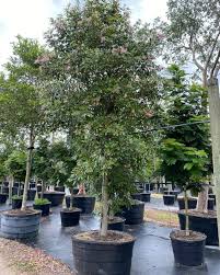 Image result for Tabebuia heterophylla