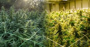 Wie bei jeder neuen aufgabe gibt es scheinbar zu viel zu lernen. Cannabis Indoor Oder Outdoor Anbauen Was Ist Das Richtige Fur Dich Weedseedshop