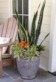 Pin By Amanda De Villiers On Plantas Nete Patio Flowers Container Garden Design Porch Plants