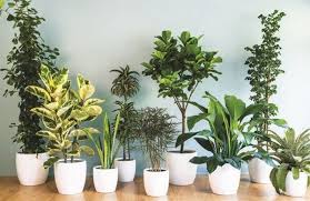 Check spelling or type a new query. Easy Flowers To Grow Indoors A Useful Guide For Indoor Gardening