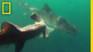 Tiger shark transparent images (1,000). Tiger Shark Vs Hammerhead Shark National Geographic Youtube