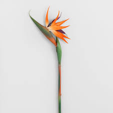 Birds Of Prey Flower Meaning Faux Bird Of Paradise Stem Birds Of Paradise Flower Birds Of Paradise Birds