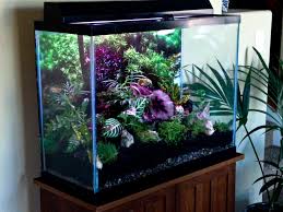 Turned My 50 Gal Aquarium Into A Terrarium Fish Tank Terrarium Diy Fish Tank Fish Tank Plants