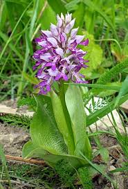 Image result for Orchidaceae